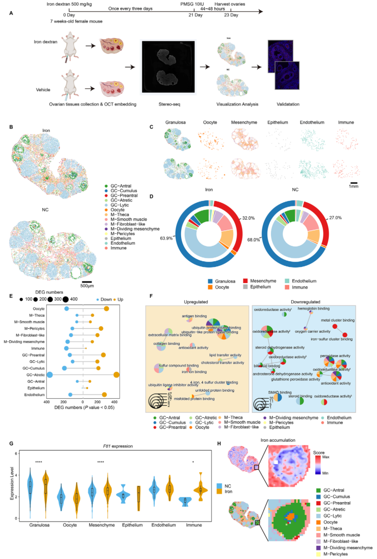 图3 铁过载小鼠卵巢空间转录组图谱